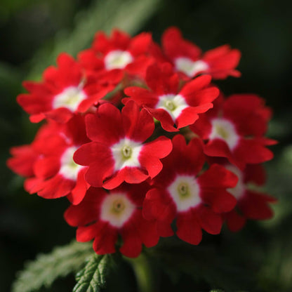 Verbena Seeds - Quartz XP Mix