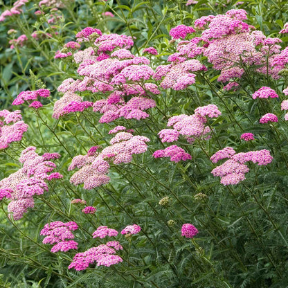 Yarrow Roots - Appleblossom
