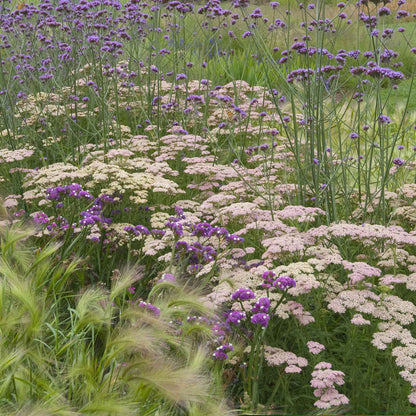 Yarrow Roots - Salmon Beauty