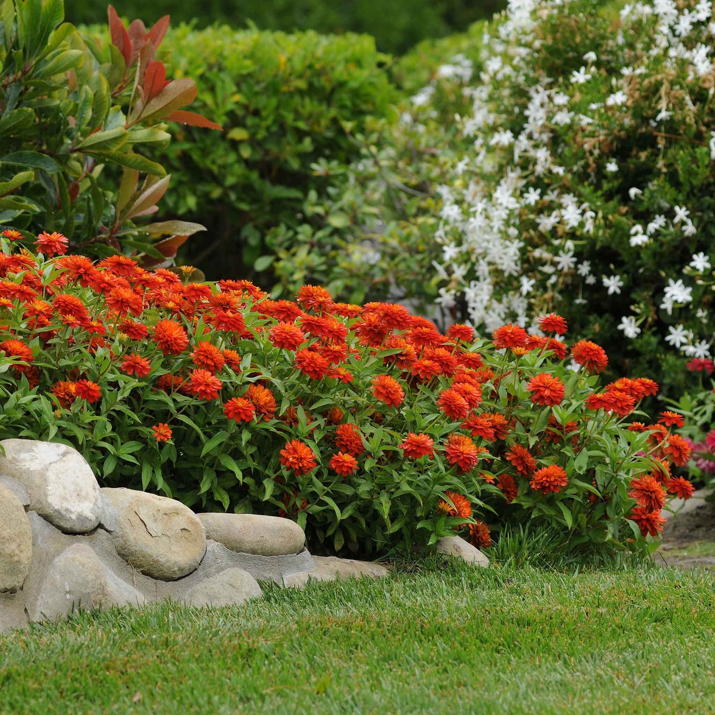 Zinnia Seeds - Double Zahara Fire