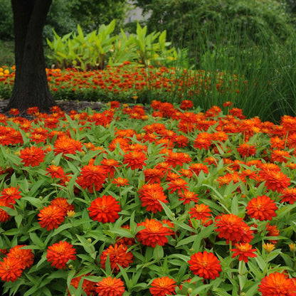 Zinnia Seeds - Double Zahara Fire